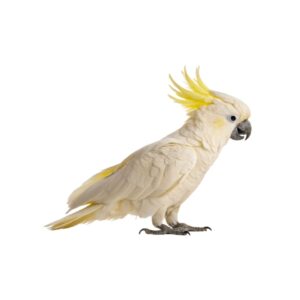 Cockatoo #1