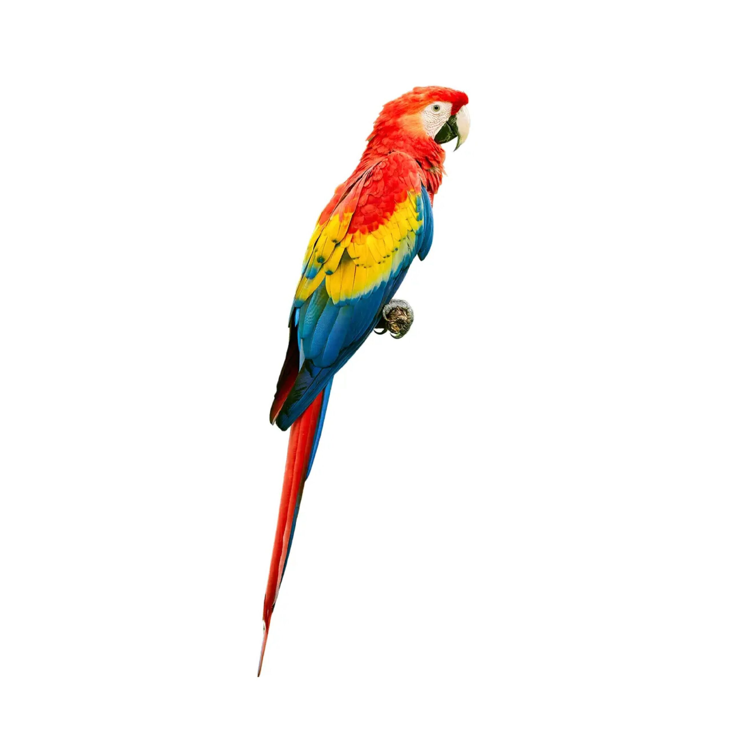 Macaw #1